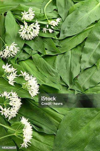 Ramsnon Leaves Stock Photo - Download Image Now - Allium Flower, Backgrounds, Blossom