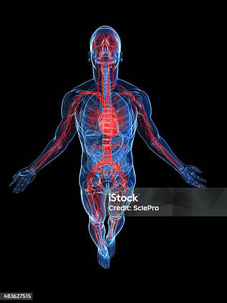 Sistema Vascular Foto de stock y más banco de imágenes de Anatomía - Anatomía, Azul, Biología