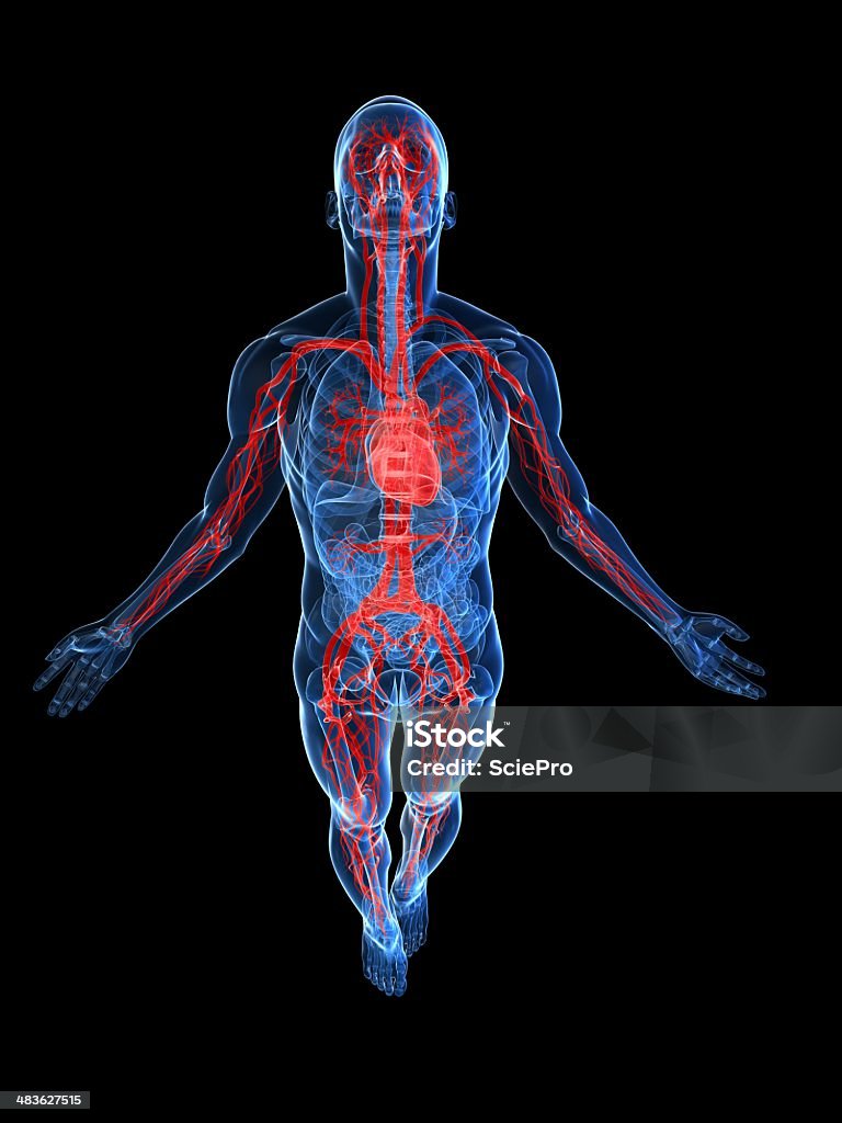 Сосудистая системы - Стоковые фото Анатомия роялти-фри