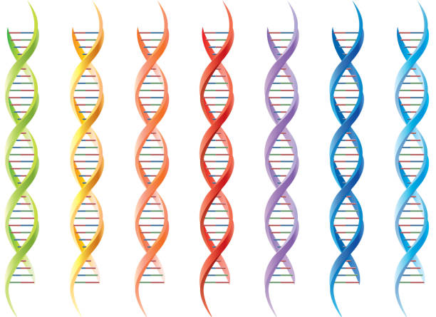 DNA Gradient used. helix model stock illustrations