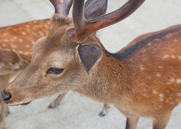 Japanese deer stock photo