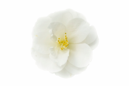 Japanese camellia in full bloom, isolated on white
