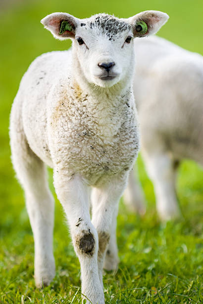 istock Little lambs in the meadow at spring time, the Netherlands 483627897