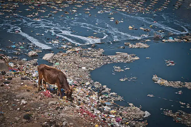 Photo of Pollution, Bagmati River, Cow Grazing on Garbage, Kathmandu, Nepal
