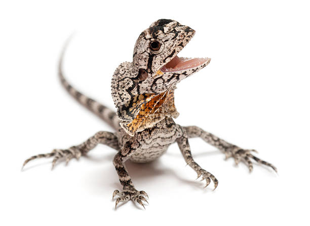 istock Frill-necked lizard, Chlamydosaurus kingii, in front of white background 483628085