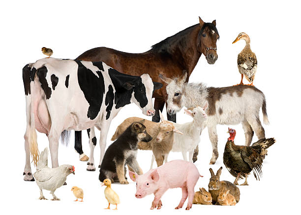 istock Group of Farm animals 483628159