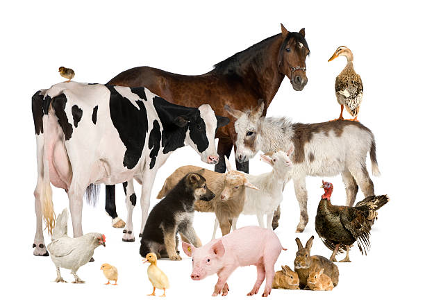 Group of Farm animals Group of Farm animals: horse, cow, pig, dog, hen, chick, rabbit, duck, turkey, donkey ass horse family photos stock pictures, royalty-free photos & images