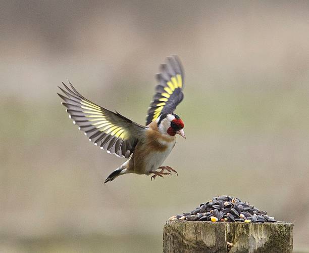 die goldfinch - stieglitz stock-fotos und bilder