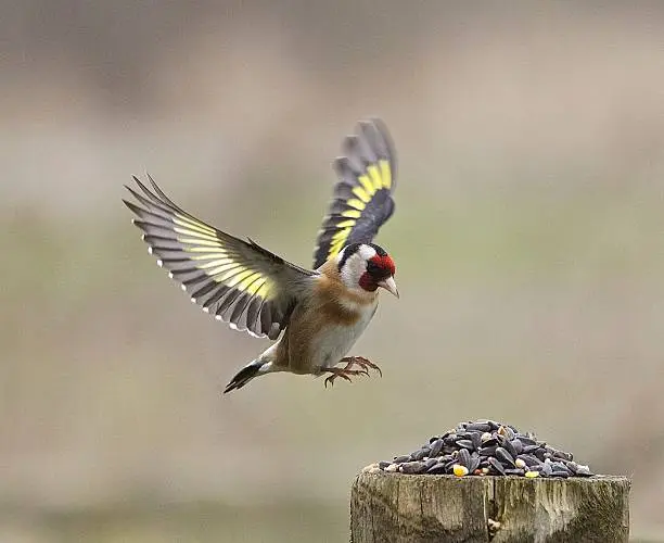 Goldfinch with outstretched wings about to land on a post