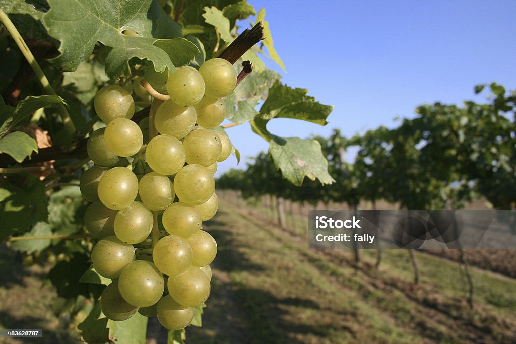 Green grapes on the vine close up green grapes Alcohol - Drink Stock Photo