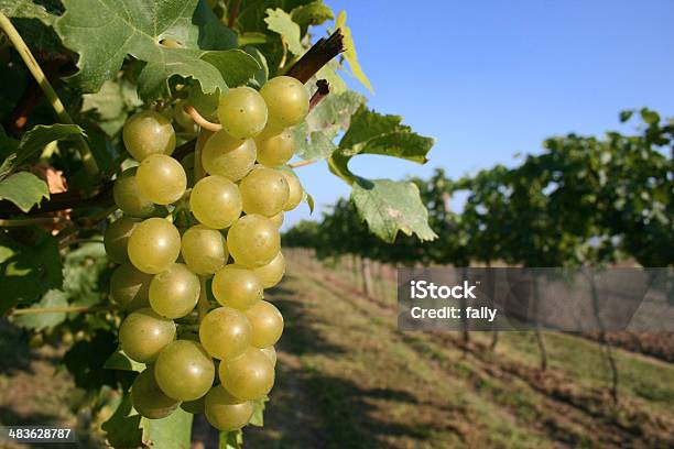 Green Grapes On The Vine Stock Photo - Download Image Now - Alcohol - Drink, Close-up, Drink