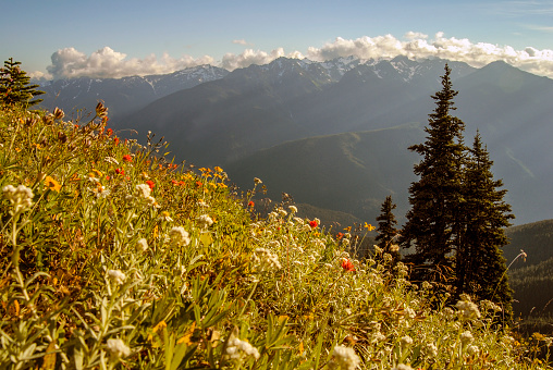 Slope of wildflowers in Olympic National Park, Washington.  Olympic Mountains in the background.