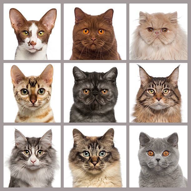 Nine cat heads looking at the camera Nine cat heads looking at the camera birman photos stock pictures, royalty-free photos & images
