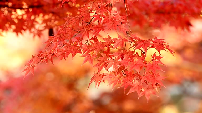Herfstmode