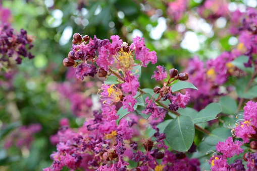Close up of crepe myrtle blossoms in fuchsia on a summer day.  