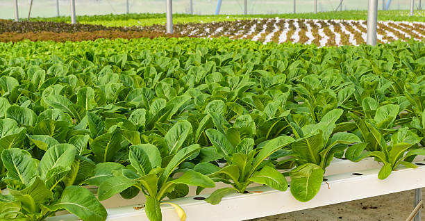 istock Romaine lettuce plantation 483629399
