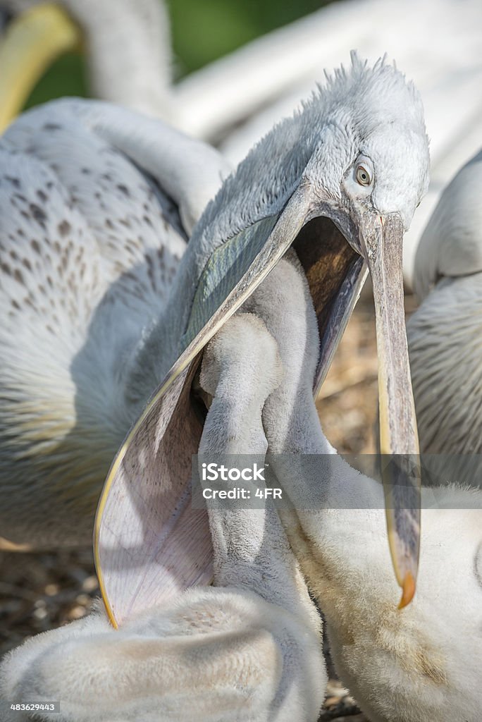 Pelican feeding Fledgling Unique shot of a Pelican feeding its newborn Fledglings in wildlife. Lucky shot as the babies stick their heads in the open parents beak. Feeding Stock Photo