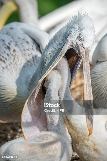 Pelican Feeding Fledgling Stock Photo - Download Image Now - Feeding, Pelican, Dalmatian pelican