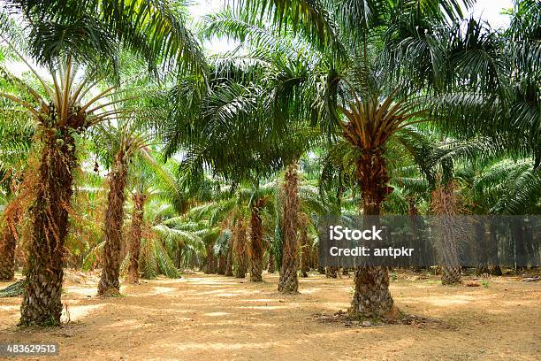 Palm Oil Plantation Stock Photo - Download Image Now - Palm Oil, Plantation, Palm Tree