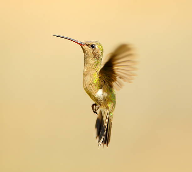 istock Broad Billed Hummingbird Juvenile 483629637