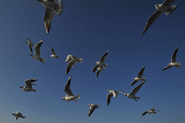 istock Flock of seagulls flying 483629702