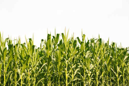 Corn plants in summer on white background.
