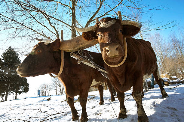 Pair of Oxen Pair of Oxen in a yoke ready for hauling. yoke stock pictures, royalty-free photos & images