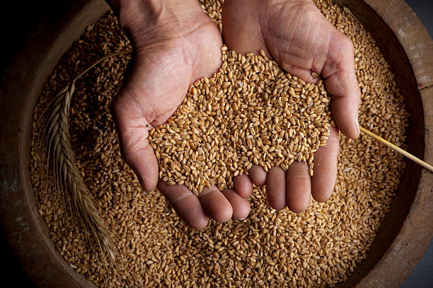 di grano - seed human hand wheat cereal plant foto e immagini stock