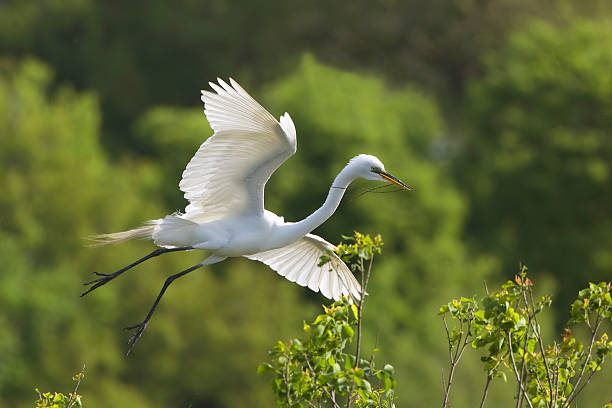 istock Great Egret in Flight at Breeding Colony 483630544