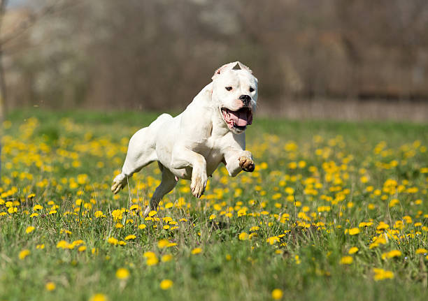 Happy dog Young dogo argentino running on meadow with yellow dandelion dogo argentino stock pictures, royalty-free photos & images