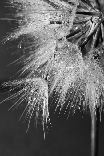 Close-up of dandelion (goatsbeard) with water drops on dark backgroun. Black and white image. Shallow DOF.