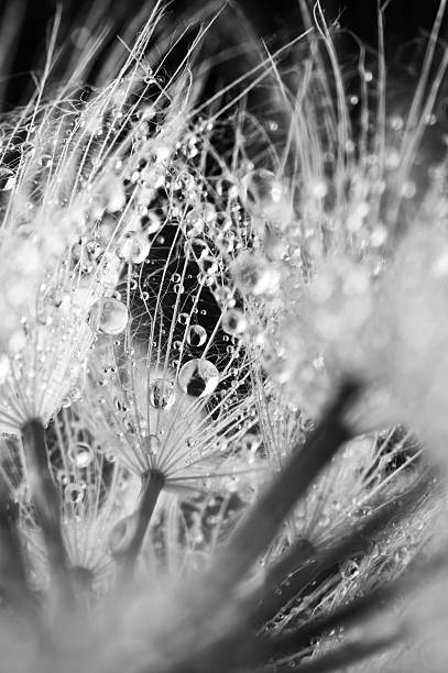 istock Close-up of dandelion with drops 483630646