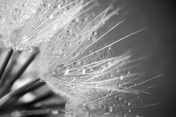 istock Close-up of dandelion with drops 483630650