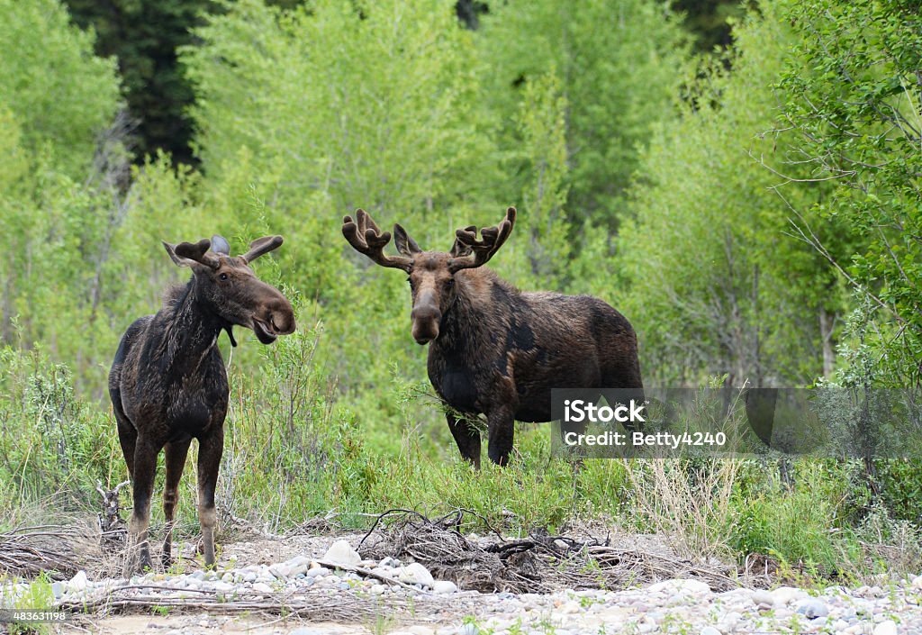 Pair of Moose surrounded by green bushes. pair, moose, green Moose Stock Photo