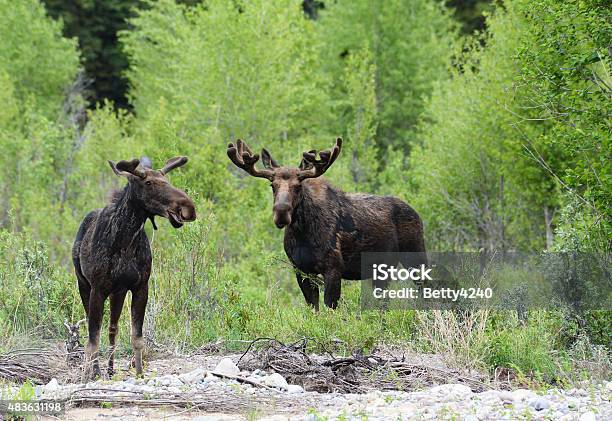 Pair Of Moose Surrounded By Green Bushes Stock Photo - Download Image Now - Moose, Hunting - Sport, Grand Teton National Park