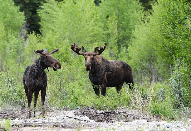 Photo of Pair of Moose surrounded by green bushes.