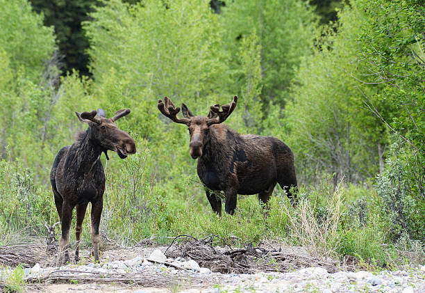 pair of moose surrounded by green bushes. - älg bildbanksfoton och bilder