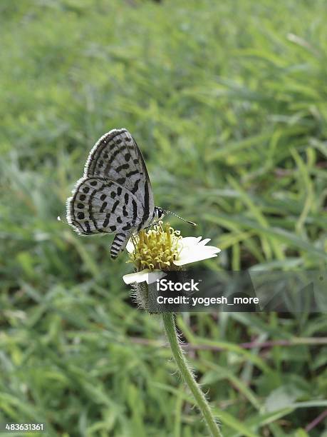 Everes Argiades Butterflies Stock Photo - Download Image Now - Adult, Animal, Asia