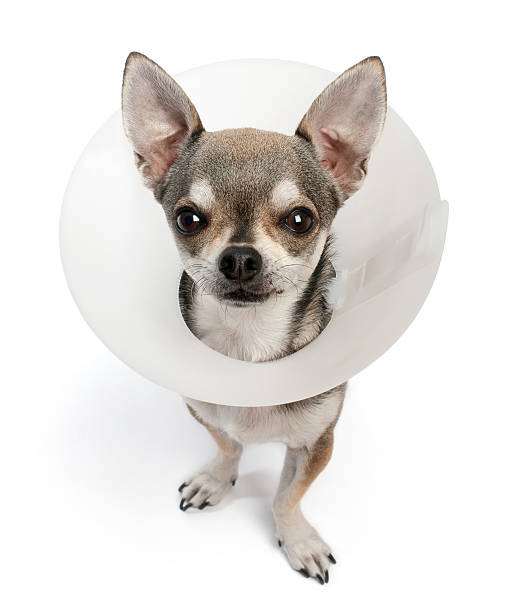 istock Chihuahua, 4 years old, wearing a space collar 483631519