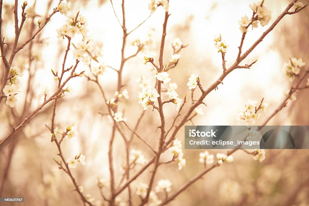 primavera - Foto de stock de Arboreto royalty-free