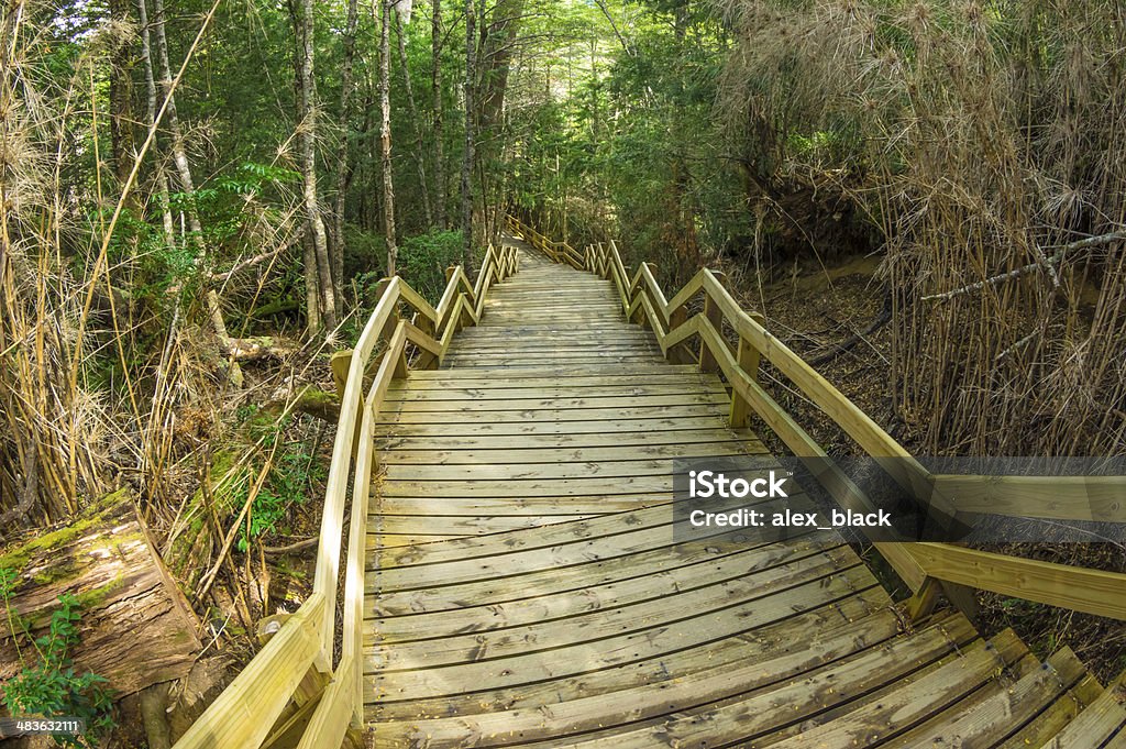 Chemin en bois dans la forêt. - Photo de Arbre libre de droits