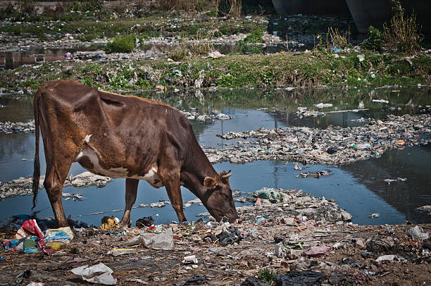 polluted 강 수거통, cow 먹이기 on 쓰레기, kathmandu, nepal - impure 뉴스 사진 이미지