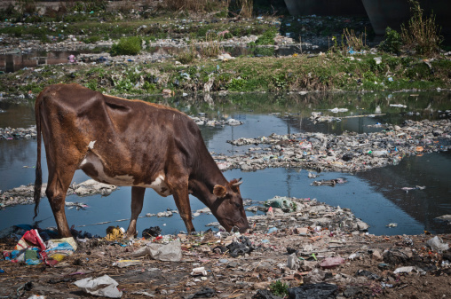 Pollution of Bagmati River, Kathmandu. Holy cow grazing among plastic,  cardboard and other refuse, Bagmati River bank, Kathmandu, Nepal