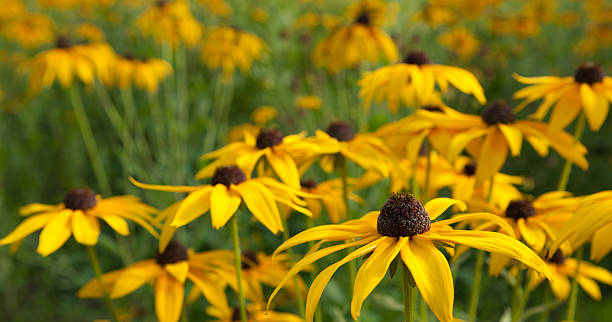 yellow flowers stock photo
