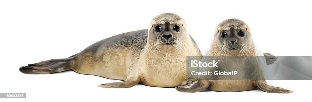 Two Common Seals Lying And Looking Stock Photo - Download Image Now - Seal  - Animal, Cut Out, Harbor Seal - iStock