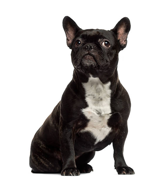 istock French Bulldog sitting and looking away 483634015