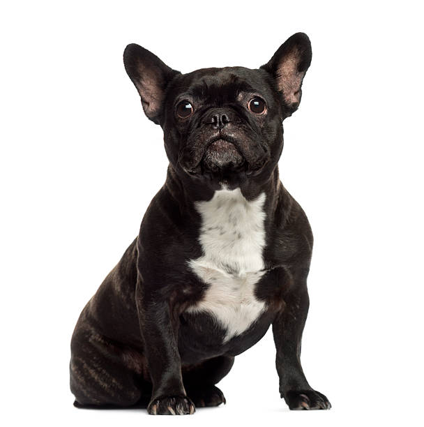istock French Bulldog sitting and looking away 483634029