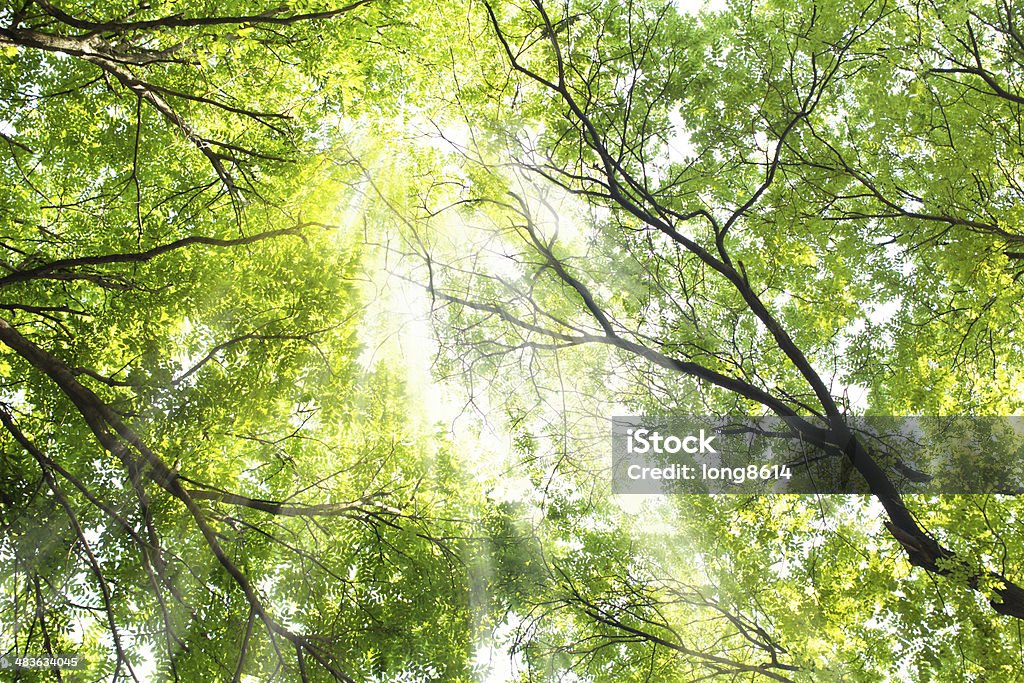 Sol e Árvore - Royalty-free Plano de Fundo Foto de stock