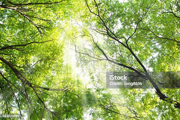Sol E Árvore - Fotografias de stock e mais imagens de Plano de Fundo - Plano de Fundo, Abstrato, Ao Ar Livre