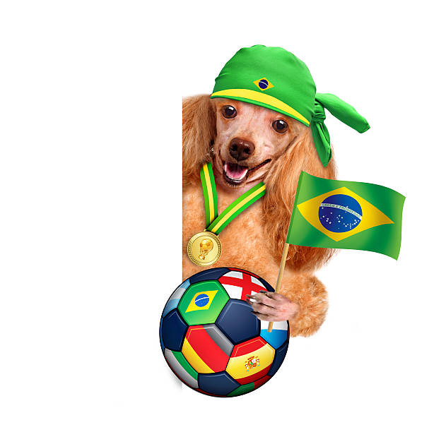 istock Dog playing football 483634049